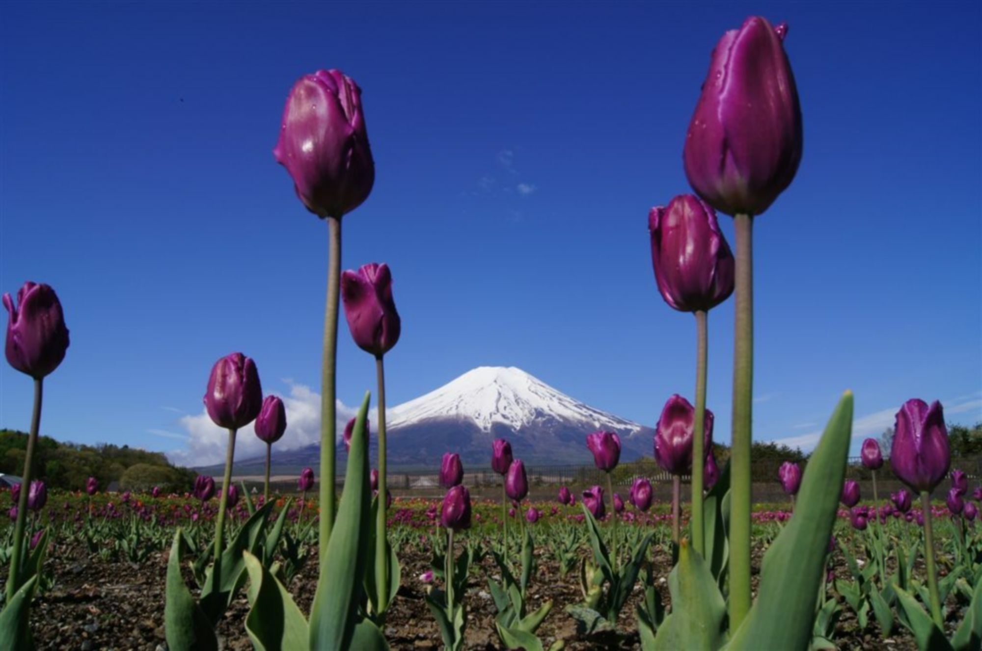 Zero-Project Japan Guesthouse Яманакако Екстер'єр фото